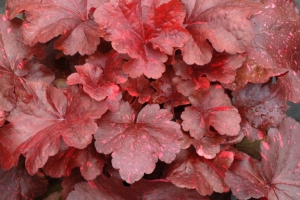 Heuchera 'Galaxy' 